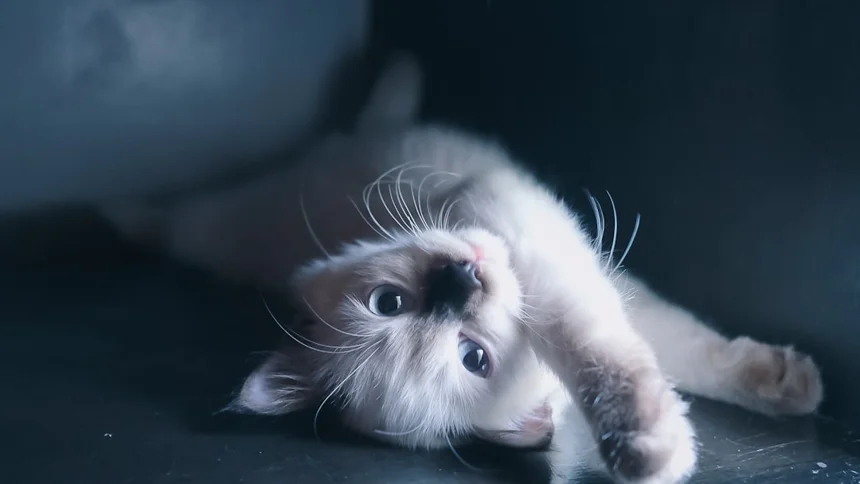 Charm