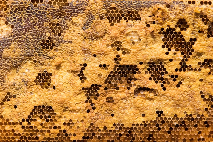Hive