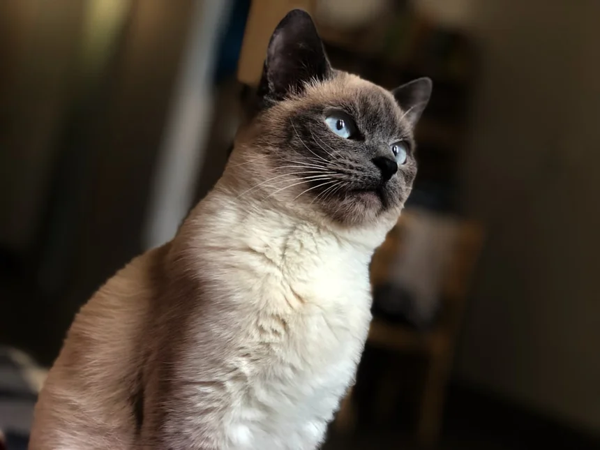 Mimi