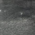 일본 도톤보리강에 등장한 물고기떼